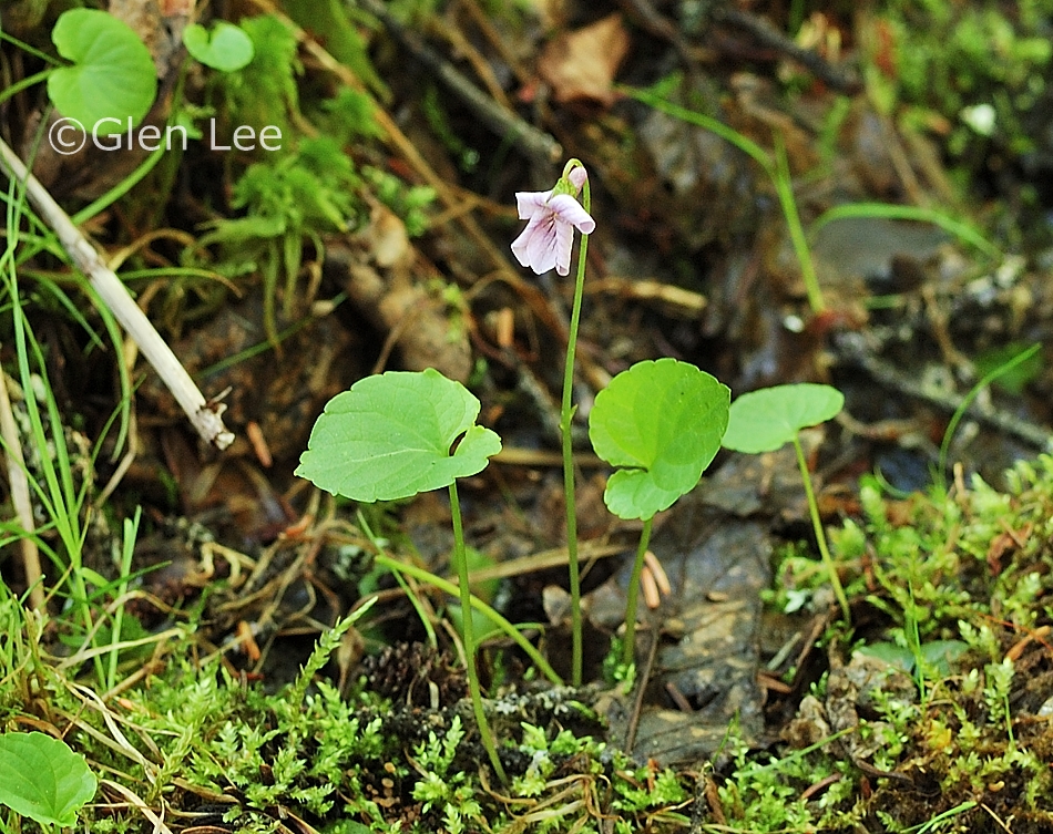 Viola palustris photos Saskatchewan Wildflowers